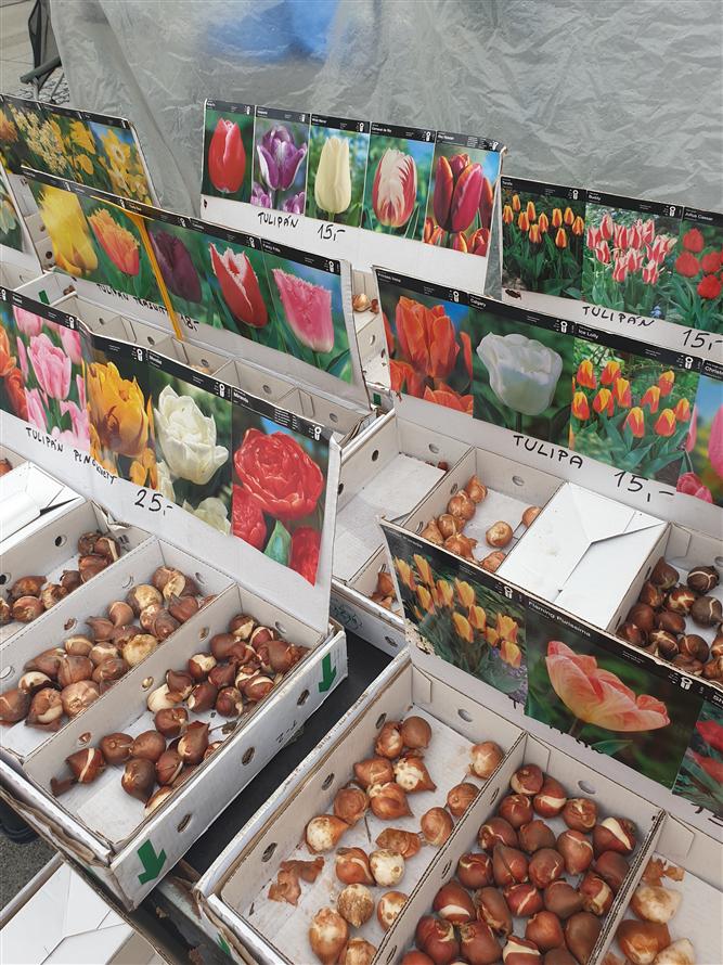 Farmářský trh s myklogogickou poradnou a stanem zdraví 5