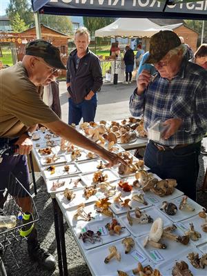 Zdravíčko a mykologická poradna na IV farmářském trhu  13