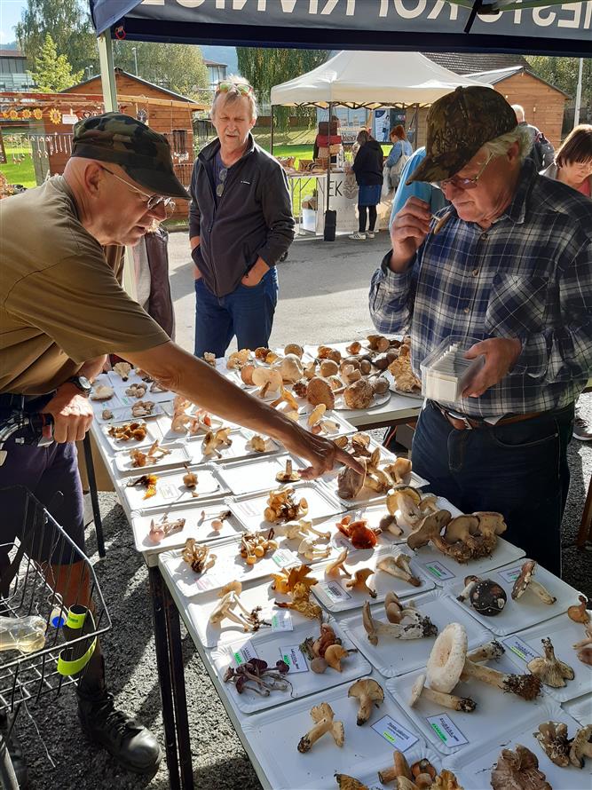 Zdravíčko a mykologická poradna na IV farmářském trhu  13