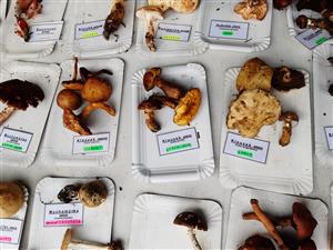 Zdravíčko a mykologická poradna na IV farmářském trhu  7