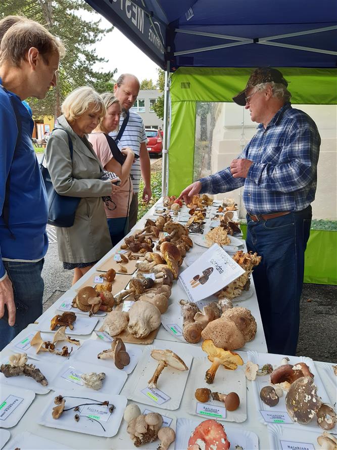 Zdravíčko a mykologická poradna na IV farmářském trhu  6