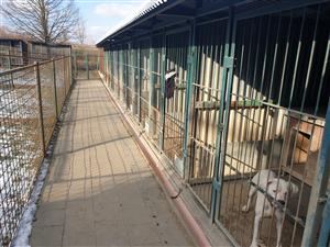 Kulatý stůl na téma Psí útulek Kopřivnice 10