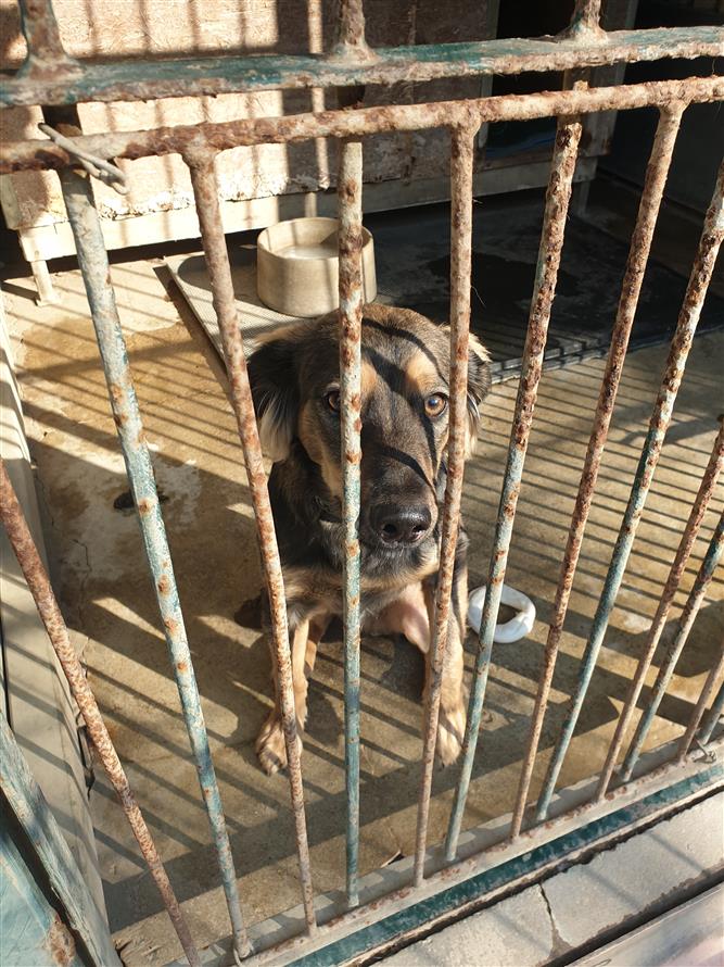 Kulatý stůl na téma Psí útulek Kopřivnice 6