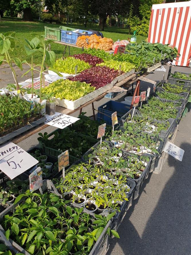 Fairtradový stan na květnovém farmářském trhu 4