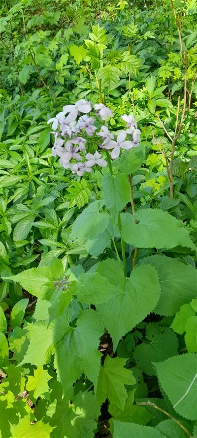 Měsíc pro zemi - Léčivá síla kamenů a bylin 3