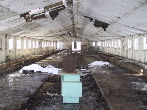 Zdevastovaná budova kravína v Mniší vypadá, jako by byla opuštěná již mnoho let. Zkázu urychlují vandalové a zloději.<br/>                                         FOTO: DAVID MACHÁČEK