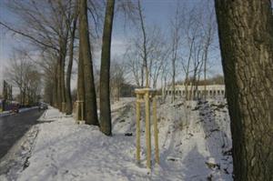 V časovém rozmezí dvou tří let budou aleje na Husově ulici v rámci náhradní výsadby obnoveny. Alergenní topoly budou nahrazeny platany<br/>.                                                
FOTO: DAVID MACHÁČEK
