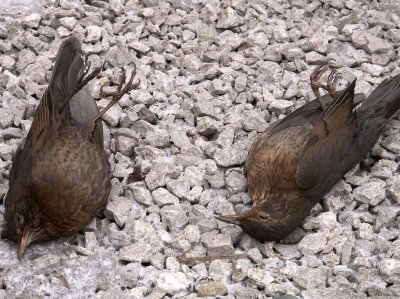 Městští policisté sbírají uhynulé ptáky, důvody k panice prý nejsou. Několik mrtvých ptáků neznamená epidemii ptačí chřipky.<br/>                                                        
ILUSTRAČNÍ FOTO: DAVID MACHÁČEK
