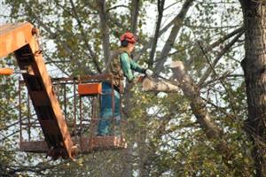Kácení stromů na frekventovaných místech je problematické a zdlouhavé, k tomu je potřeba nasadit různou techniku.<br/>       
FOTO: DAVID MACHÁČEK
