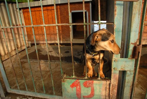 V místním psím útulku bylo letos pořízeno dalších osm bud, které jsou vyhřívané. Psi jsou tak v zimním období chráněni před velkými mrazy.<br/>                                                   
FOTO: DAVID MACHÁČEK
