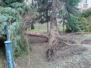 Vzrostlý smrk v zahradě mateřské školy Jeřabinka nevydržel ve středu silný vítr, ale šlo o jediný vážnější případ ve městě.<br/>         
FOTO: DAVID MACHÁČEK

