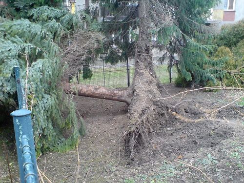 Vzrostlý smrk v zahradě mateřské školy Jeřabinka nevydržel ve středu silný vítr, ale šlo o jediný vážnější případ ve městě.<br/>         
FOTO: DAVID MACHÁČEK
