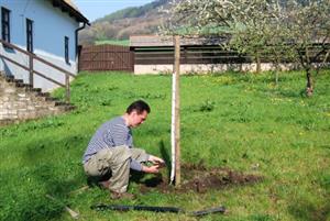 Dalibor Kvita zasadil na zahradě Fojtství dvě jabloně místních starých odrůd - kopřivnický kuželek a lipůvku.<br/>                                                                                            
FOTO: ILONA MAZALOVÁ
