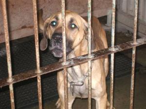 Psi se ve vlčovickém útulku dlouho nezdrží. Vybírat si nového psa jezdí lidé ze širokého okolí. Útulek poskytuje i hotelové služby. <br/>                                                                          
FOTO: ARCHIV
