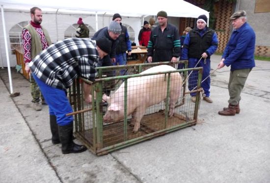 Vepřík byl na veřejnou zabijačku v Mošnově transportován v drátěné kleci. To, co většina vnímá jako normální chod potravinového řetězce, vzbudilo nelibost ochránců zvířat.
FOTO: ILONA MAZALOVÁ

