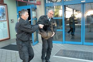 Nečekaný úkol měli před týdnem městští policisté, když museli odchytit mládě srny v prostorách Technického muzea.
FOTO: DAVID MACHÁČEK