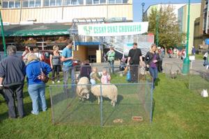 Součástí premiérových farmářských trhů v Kopřivnici byla také malá výstava drobného hospodářského zvířectva, která zaujala především děti.
FOTO: DAVID MACHÁČEK