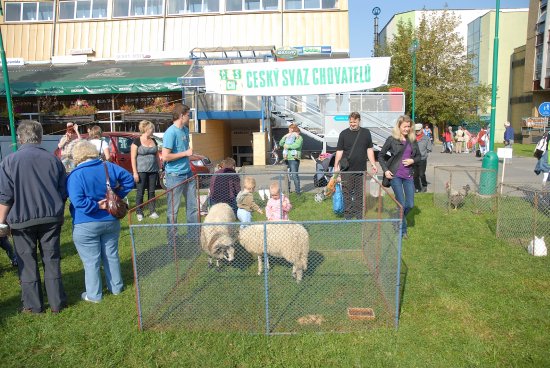 Součástí premiérových farmářských trhů v Kopřivnici byla také malá výstava drobného hospodářského zvířectva, která zaujala především děti.
FOTO: DAVID MACHÁČEK