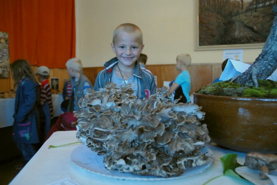 Mezi dvěma sty dvaceti druhy hub vystavovanými mykologem Jaromírem Durčekem byly i typy hub, které by neodborník v lese snadno přehlédl.
FOTO: DAVID MACHÁČEK