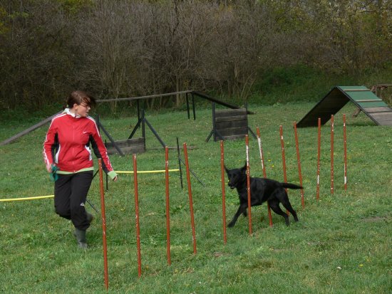 Zvládnout slalom mezi tyčkami byl oříškem nejen pro psy, ale hlavně pro jejich majitele. Při zdolání všech překážek se používala motivační technika.
FOTO: ILONA MAZALOVÁ