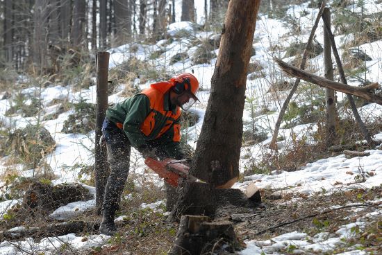 V letošním roce bude v městských lesích vytěženo celkem 290 metrů krychlových dřeva. Na vykácených plochách budou provedeny nové výsadby.
FOTO: DAVID MACHÁČEK