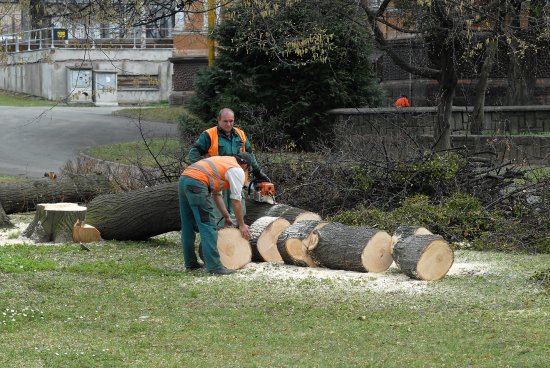 V parku E. Beneše byly skáceny první stromy a na ulici Štefánikově byla omezena doprava, začíná půlroční rekonstrukce v centru města.
FOTO: DAVID MACHÁČEK