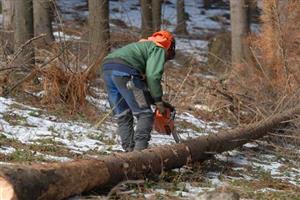 Hospodaření v městských lesích bylo v loňském roce ziskové. Většina peněz za prodané dřevo byla ale investována zpět.
FOTO: DAVID MACHÁČEK