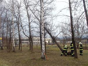 Silné větry, které sužovaly severní Moravu během vánočních svátků, v Kopřivnici příliš škod nenapáchaly. Přesto hasiči několikrát vyjížděli k vyvráceným stromům.
FOTO: JSDH KOPŘIVNICE