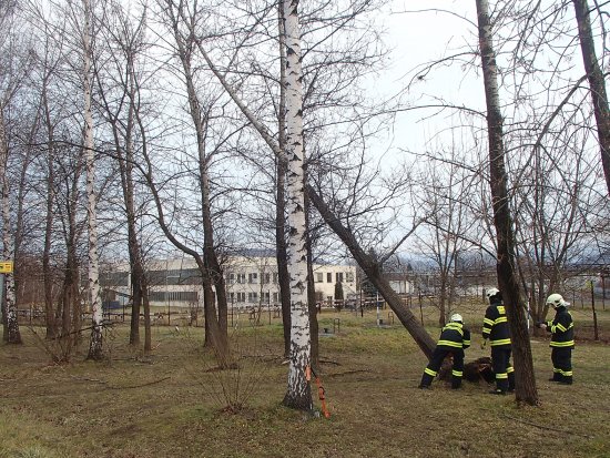 Silné větry, které sužovaly severní Moravu během vánočních svátků, v Kopřivnici příliš škod nenapáchaly. Přesto hasiči několikrát vyjížděli k vyvráceným stromům.
FOTO: JSDH KOPŘIVNICE
