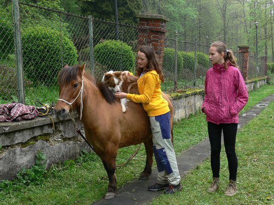Základní škola ve Štramberku hostila 37 exemplářů domácích mazlíčků - největším zástupcem byl poník, nejmenší pak akvarijní rybky.
FOTO: ILONA MAZALOVÁ