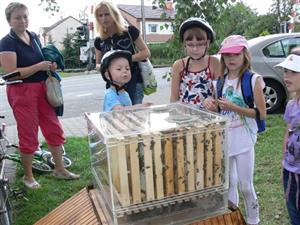 Ukázkový úl díky proskleným stěnám přitahoval pozornost dětí i dospělých. Protože se jednalo o mladé včelstvo, bylo v něm podle odhadu deset až patnáct tisíc včel.
FOTO: ILONA MAZALOVÁ