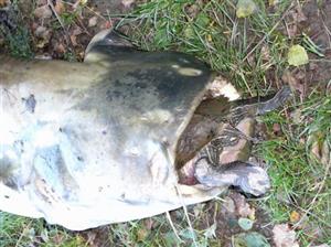 Kapitálního sumce vytáhli v sobotu rybáři na větřkovické přehradě z vody již mrtvého. Osudným se mu stal útok na želvu.
FOTO: RADEK HARABIŠ