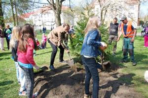 Vyvrcholením dopoledního programu ke Dni Země byla výsadba sekvojovce, který by se měl stát dominantou sadu E. Beneše. Strom by mohl dorůst až do výšky čtyřiceti metrů. 
FOTO: DANA HOĎÁKOVÁ