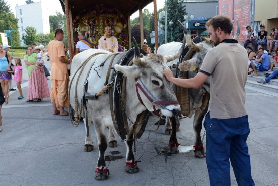 Příznivci hnutí Hare Krišna si v minulém týdnu zvolili Kopřivnici za jednu ze zastávek své letní pouti Padajátra.
FOTO: DAVID MACHÁČEK