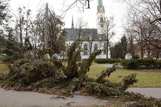 Silnému větru padl za oběť například vzrostlý smrk na náměstí TGM, který se v noci z neděle na pondělí v polovině přelomil.
FOTO: DAVID MACHÁČEK
