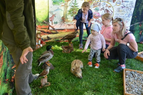 Ve stánku Českých lesů si děti mohly prohlédnout vycpaná zvířata, nebo se projít naboso po pocitových chodníčcích.
FOTO: DANA HOĎÁKOVÁ