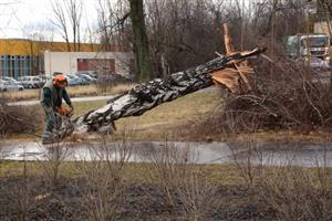 Odstraňování škod napáchaných orkánem Sabine zaměstnávalo pracovníky Slumeka téměř po celý týden. Vítr poškodil některé budovy, dopravní značky, lámal a vyvracel stromy i náhrobky.
FOTO: DAVID MACHÁČEK