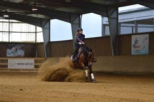 Hřebec z kopřivnického Bubla City ranče BR Sparky Hollywood, na kterém jezdí Klára Řeháčková z Lubiny, získal ocenění Kůň roku 2019.
FOTO: LUCIE PAROLKOVÁ