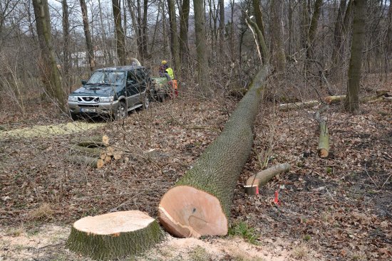 Kácením stromů na trase budoucí kanalizace začaly práce na odkanalizování místních částí Vlčovic a Mniší.
FOTO: DAVID MACHÁČEK