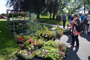 Farmářské trhy nabídly zájemcům hned několik prodejců sazenic okrasných rostlin i zeleniny, ale i další regionální produkty.
FOTO: DANA HOĎÁKOVÁ