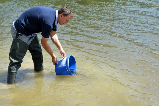 V minulém týdnu vypustili rybáři do Větřkovické přehrady tisíce mladých úhořů.
FOTO: DANA HOĎÁKOVÁ