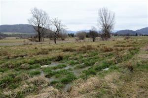 První stromy byly u cyklostezky a mokřadu u Průmyslové zóny ve Vlčovicích už vloni na podzim. Nyní by na tomto místě měly být vysázeny další zhruba čtyři desítky.
FOTO: D. MACHÁČEK