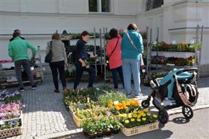 Největší zájem na prvním farmářském trhu konaném v parku E. Beneše byl o sazenice zeleniny i květin.
FOTO: DANA HOĎÁKOVÁ