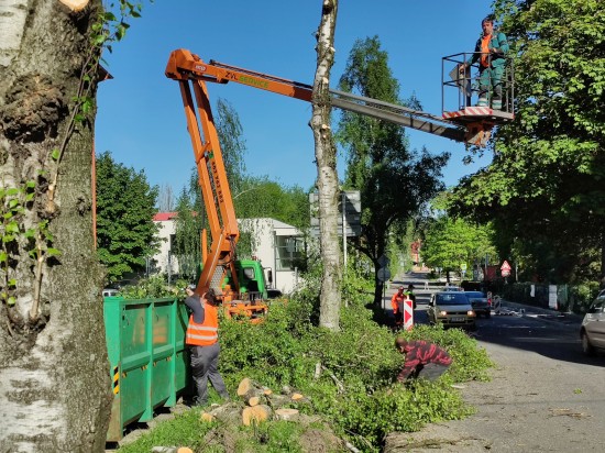 V polovině minulého týdne byly na ulici Kpt. Jaroše pokáceny čtyři vzrostlé břízy. Důvodem bylo fatální poškození jejich kořenového systému při provádění oprav přilehlé komunikace.
FOTO: DAVID MACHÁČEK