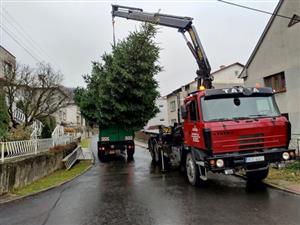 Letošní vánoční strom pro Kopřivnici darovala rodina ze štramberského Dražného. Zhruba 25 let stará jedle se před Ringhofferovou vilou poprvé rozzáří v neděli.
FOTO: D. MACHÁČEK