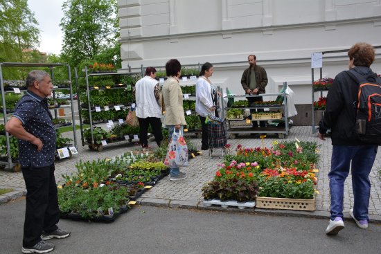 První letošní farmářský trh byl především ve znamení sazenic, které kupovali zájemci nejen na své zahrádky, ale i do truhlíků na balkony.
FOTO: DANA HOĎÁKOVÁ