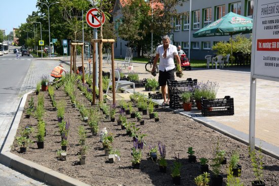 Místo léta nepoužívaného sjezdu z ulice Štefánikovy k budově polikliniky vznikl nový trvalkový záhon.
FOTO: DAVID MACHÁČEK