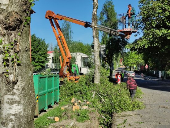 Břízy u budovy finančního úřadu na ulici Kpt. Jaroše musely být vloni po necitlivém zásahu stavební firmy skáceny. Ministerstvo viníkovi vyměřilo pokutu.
FOTO: DAVID MACHÁČEK