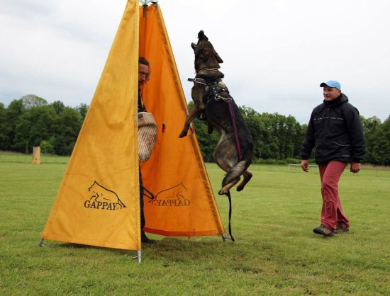 Vytrénovanému čichu německého ovčáka Ladislava Růži – Udinovi – nic neunikne. Jednou z disciplín víceboje je vystopování figuranta.
FOTO: ARCHIV LADISLAVA RŮŽI