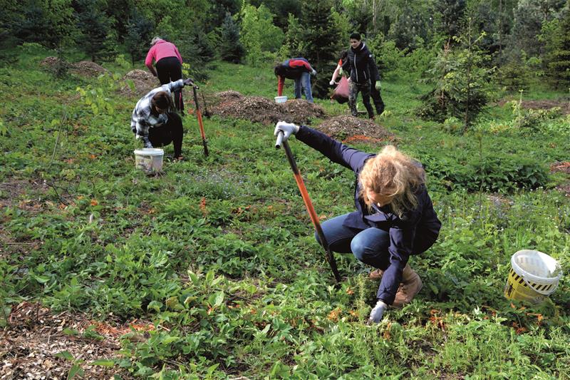 V pátek 26. dubna vysazovali pracovníci kopřivnické radnice tři sta sazenic vánočních stromků na městské plantáži. První z nich by mohly dorůst za šest až sedm let. FOTO: DANA HOĎÁKOVÁ